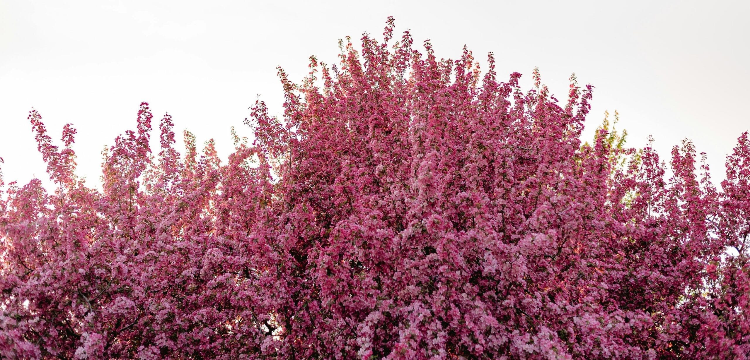 jenny-cvek-j_S-TED1qAA-unsplash-1-scaled